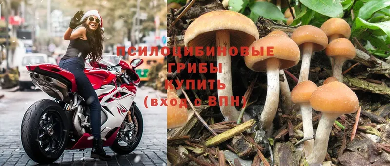 как найти закладки  Белёв  Псилоцибиновые грибы Magic Shrooms 